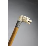 λ AN EARLY VICTORIAN IVORY HANDLED CANE C.1850 carved with a retriever dog's head, with matted hair,