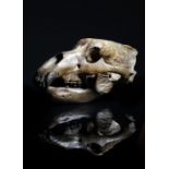 A CAVE BEAR SKULL 'URSUS SPELAEUS', PLEISTOCENE PERIOD in two parts 42cm long