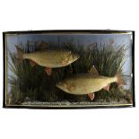 TAXIDERMY. A PAIR OF GEORGE V PRESERVED ROACH IN THE MANNER OF COOPER, C.1913 mounted in a