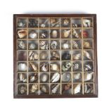 A COLLECTION OF SEASHELLS in a glazed wooden hanging display cabinet with forty-nine pine divisions,