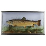 TAXIDERMY. A GEORGE V PRESERVED TROUT BY HARDY BROTHERS, C.1921 mounted in a naturalistic setting,