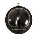 A PART COCO DE MER LODOICEA MALDIVICA mounted on an ebonised circular board with a reeded edge,