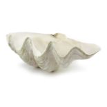A LARGE HALF CLAM SHELL (TRIDACNA), PROBABLY LATE 19TH / EARLY 20TH CENTURY 52.5cm wide