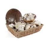 A COLLECTION OF SEASHELLS contained in two wicker baskets, together with a fossil stone / marble