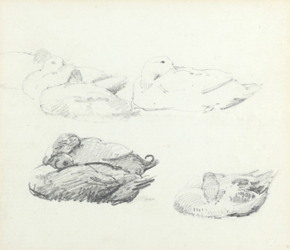Alfred William Strutt (1856-1924) Study of chickens; Poultry, Belgium; Study of ducks Three, one - Image 7 of 9