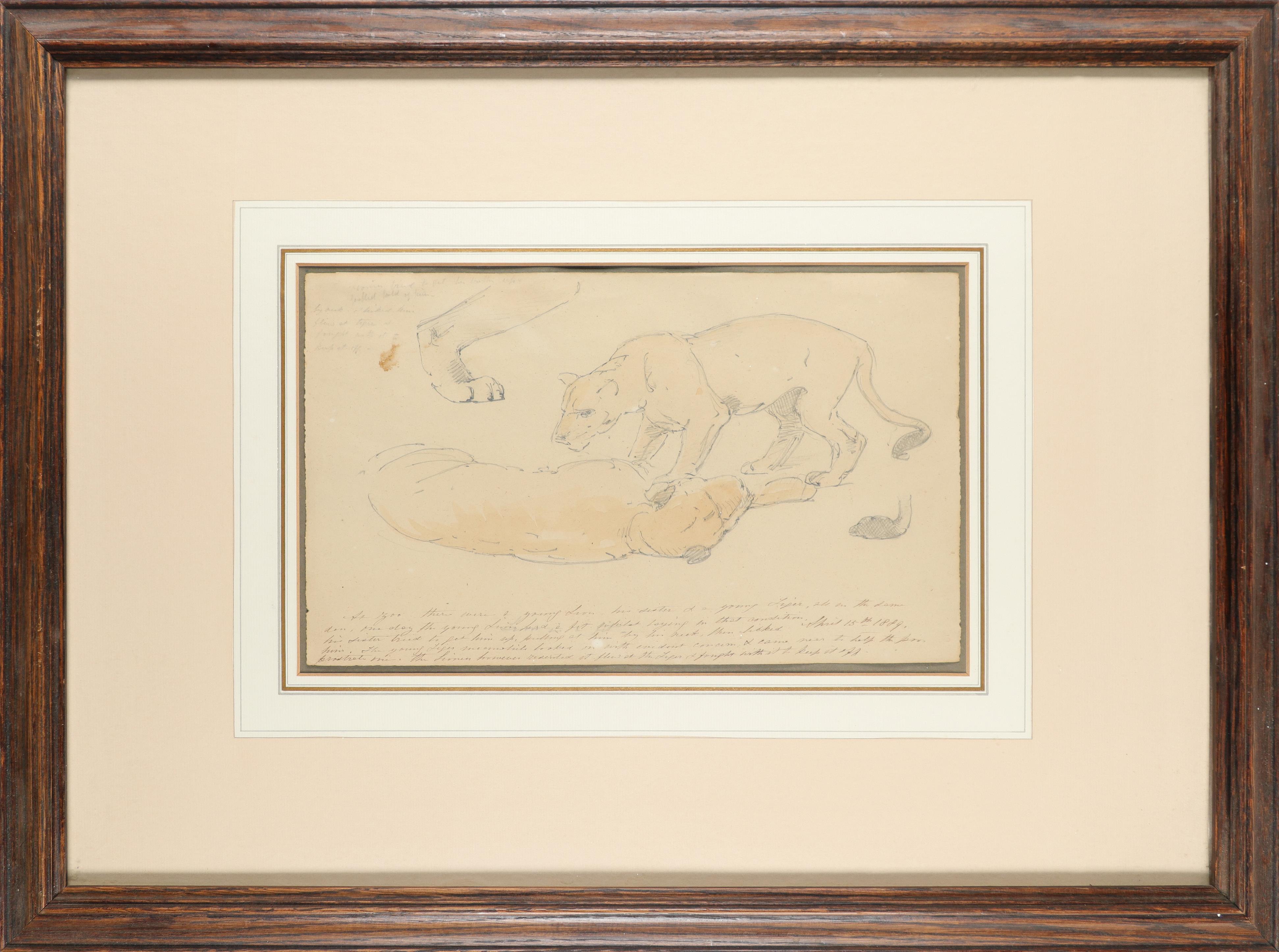 William Strutt RBA (1825-1915) Study of two lionesses; Lioness and lion; Study of two recumbent - Image 2 of 9