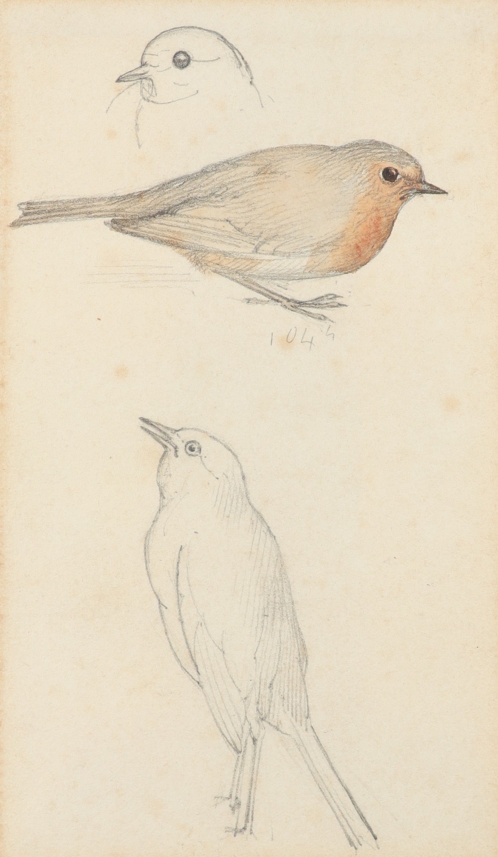 Alfred William Strutt (1856-1924) Study of pigeons; Study of robins Two, both variously inscribed - Image 4 of 6