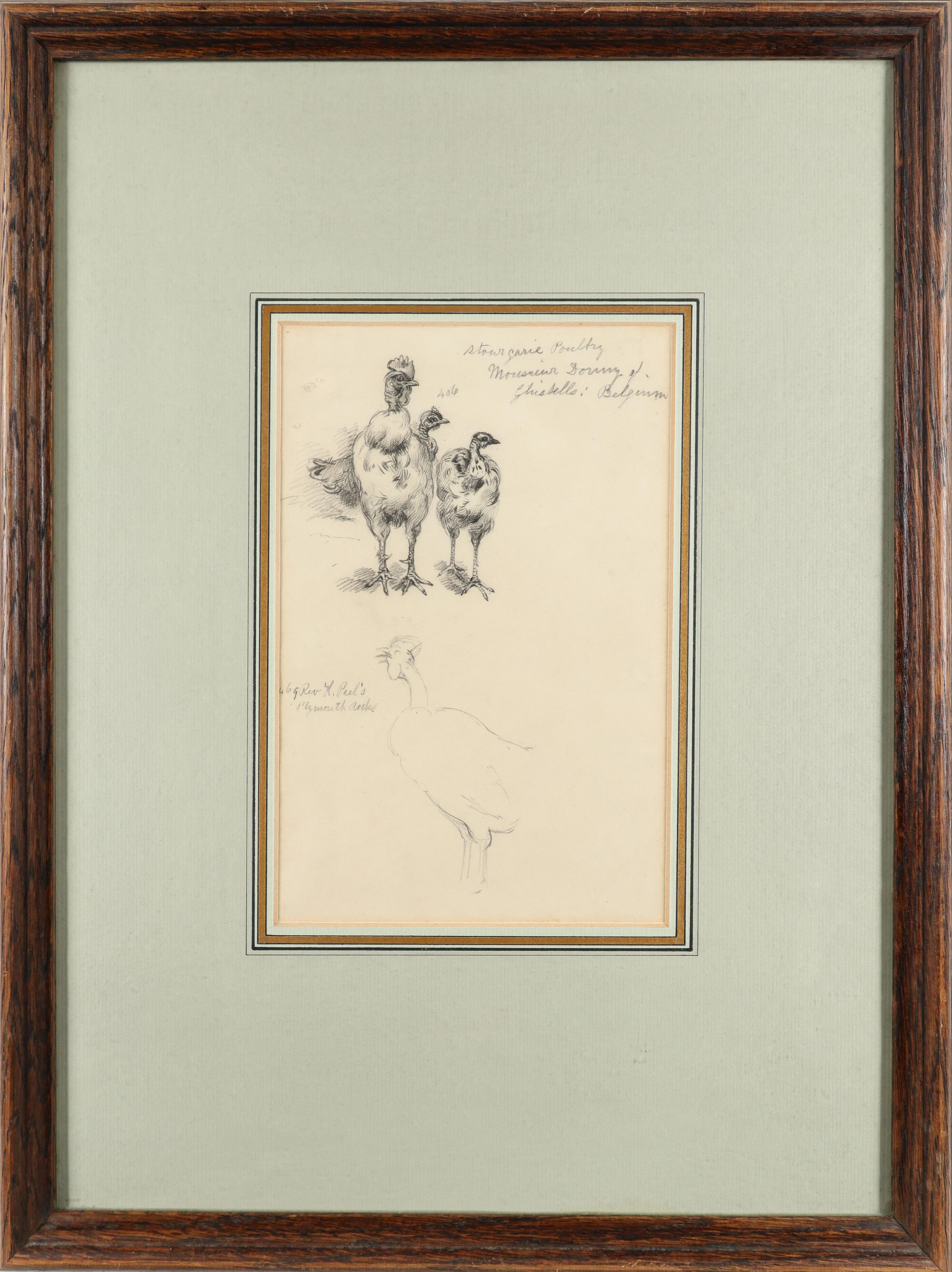 Alfred William Strutt (1856-1924) Study of chickens; Poultry, Belgium; Study of ducks Three, one - Image 5 of 9