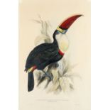 John Gould FRS (1804-1881) after Edward Lear (1812-1888) Ramphastos Erythrorhynchus (Red-Billed
