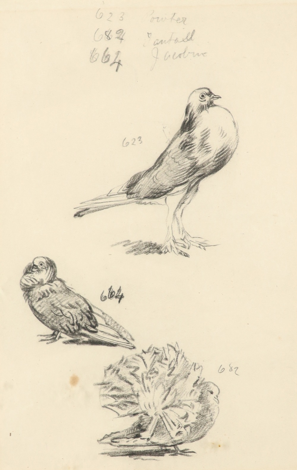 Alfred William Strutt (1856-1924) Study of pigeons; Study of robins Two, both variously inscribed