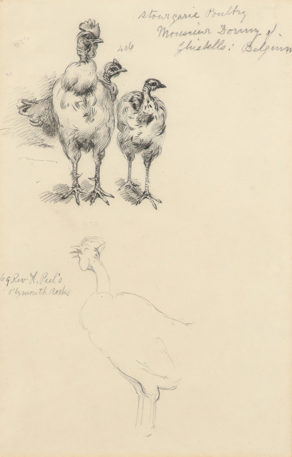 Alfred William Strutt (1856-1924) Study of chickens; Poultry, Belgium; Study of ducks Three, one - Image 4 of 9