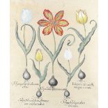 After Basilius Besler Study of five tulips Engraving with hand-colouring, plate 70 from 'Hortus