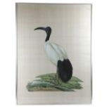 A PAIR OF LARGE PAINTINGS OF BIRDS IN 18TH CENTURY STYLE gouache on silk, one of a Sacred Ibis after