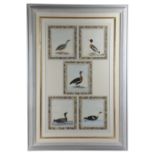 FIVE PAINTINGS OF WATERFOWL 19TH CENTURY gouache on paper, each numbered and mounted as one in a