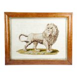 A VICTORIAN WOOLWORK PICTURE OF A LION C.1860-70 depicted standing, in a glazed bird's eye maple