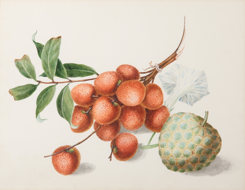 ANONYMOUS (19TH CENTURY) FRUITS AND FLOWERS Three Chinese export paintings, one in gouache, - Image 3 of 3