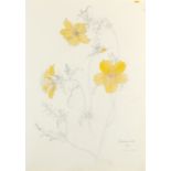 ‡John Nash CBE, RA (1893-1977) Bartonia Aurea (Golden Bartonia) Signed, dated and inscribed Bartonia