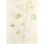 ‡John Nash CBE, RA (1893-1977) Eomecon Chionantha (Snow Poppies) Signed John Nash (lower left) and