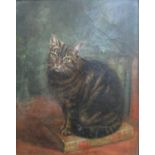 19th century British school - Study of a tabby cat seated on a book, oil on canvas, 50 x 40cm in