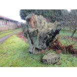 Large oak stump 200 x 200 cm