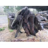 Oak stump 90 cm wide