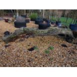 Arched oak log 320 cm long