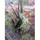Oak stump 90 cm
