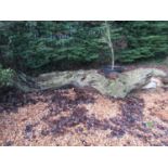 Oak log 400 cm long