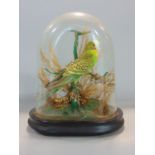 Taxidermy interest - study of a budgie amidst foliage under a glass dome with wooden plinth base, 21