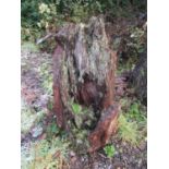 Oak stump 70 cm long