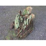 Oak stump 50 cm wide