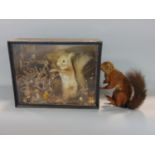 Taxidermy interest - study of a red squirrel stood on its hind legs amidst foliage, within a glass