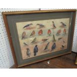 20th century British school - Study of various garden birds with humorous inscriptions,