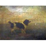 19th century British School - Study of a Brown and white spaniel in a landscape setting, oil on