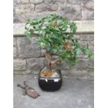 A simulated bonsai tree in a Chinese ceramic pot, together with a cast iron boot beetle