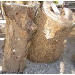 Two oak stumps each with their own eco system 95 cm in length approximately