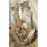 A weathered oak trunk bearing a simple eco system 65 cm in height