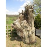 A substantial ancient weathered oak tree stump supporting an interesting eco system, approx height