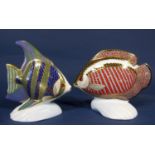 Two Royal Crown Derby paperweights from The Tropical Fish series - Angel Fish and Gourami (2)
