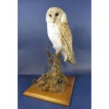 Taxidermy Interest - Study of a Barn Owl upon a stump with oak plinth base, 43cm high
