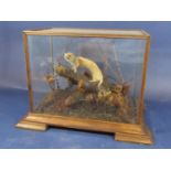 Taxidermy Interest - Cased Stoat in a naturalistic setting behind a four sided glass case, the