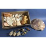 A collection of marine finds to include various shells, a preserved seahorse and others (a