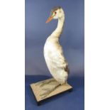 Taxidermy Interest - Study of a Grebe, upon and ebonised plinth base, 44cm high