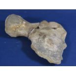 Prehistoric Ichthyosaur fore limb bone, with letter of provenance, 16cm long