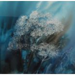 Ann Blockley SWA (British 20th century) - Queen Anne's Lace, mixed media on paper, signed and with