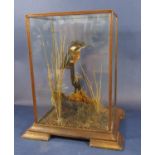 Taxidermy Interest - Study of Kingfisher within a naturalistic setting, four sided glass dome and