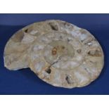 A pre-historic sliced ammonite with crystallised finish, 20cm x 24cm