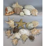 A collection of various shells to include a carved cameo shell of two cupids one riding a goat