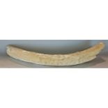 Prehistoric interest - a possible mammoth's tusk, 85 cm long