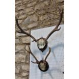 Two wall mounted pairs of stag antlers, the largest 66cm wide (2)